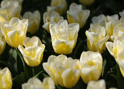 Kwiaty, Tulipany, Jasnożółte
