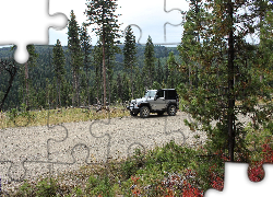 Jeep Wrangler Sport, Droga, Drzewa