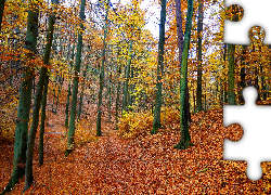 Las, Jesień, Drzewa