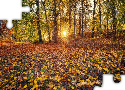 Jesień, Promienie słońca, Drzewa, Liście, Park