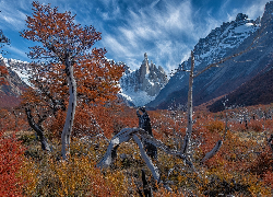 Argentyna, Patagonia, El Chalten, Góry, Mount Fitz Roy, Jesień, Drzewa, Konary