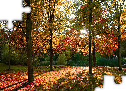 Jesień, Park, Pożółkłe, Drzewa, Liście