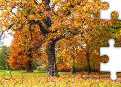 Park, Drzewa, Gałęzie, Jesień