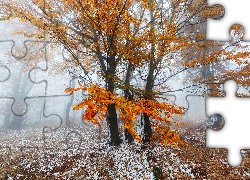 Jesień, Drzewa, Liście, Mgła, Śnieg