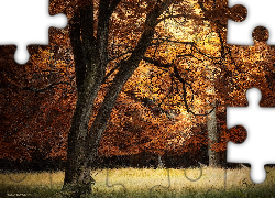 Las, Jesień, Polana, Drzewo