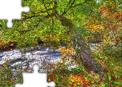 Drzewo, Jesień, Liście, Potok, HDR