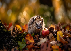 Jeż, Jabłko, Pożółkłe, Liście, Grafika AI