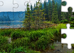 Stany Zjednoczone, Alaska, Park Narodowy Denali, Jezioro Horseshoe, Las, Trawy