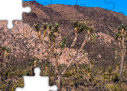 Góry, Skały, Drzewa Jozuego, Jukki krótkolistne