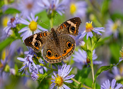 Junonia coenia, Kolorowy, Motyl, Astry, Marcinki