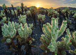Stany Zjednoczone, Kalifornia, Park Narodowy Joshua Tree, Kaktusy, Cholla, Promienie słońca