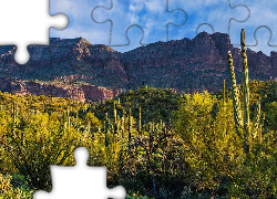 Stany Zjednoczone, Arizona, Pustynia, Sonoran Desert, Góry, Superstition Mountains, Kaktusy, Krzewy