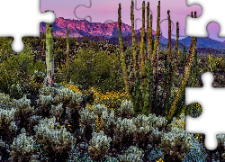 Stany Zjednoczone, Arizona, Pustynia, Sonoran Desert, Góry, Roślinność, Kaktusy