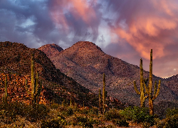 Zachód słońca, Góry, Pustynia, Sonora, Kaktusy, Saguaro, Chmury, Park Narodowy Saguaro, Arizona, Stany Zjednoczone