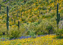 Kaktusy, Saguaro, Trawa, Kwiaty