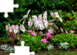 Roślina, Kaladium dwubarwne, Kwiaty, Różowe, Pelargonie, Białe, Kwiatki