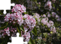Kalmia szerokolistna, Krzew, Różowe, Kwiaty
