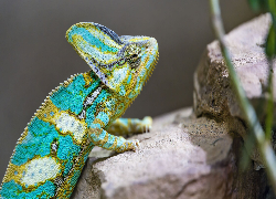 Kameleon, Kamienie
