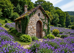 Dom, Pole, Lawenda, Rośliny, Drzewa