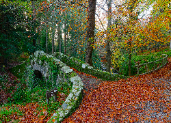 Kamień, Most, Foleys Bridge, Las, Drzewo, Jesień, Tollymore Forest Park, Irlandia