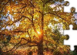 Drzewo, Kasztanowiec, Promienie słońca, Jesień