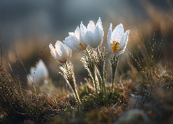 Białe, Sasanki, Kwiat, Grafika AI