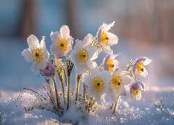 Sasanki, Białe, Kwiaty, Śnieg, Grafika AI