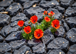 Czerwone, Maki, Czarne, Kamienie