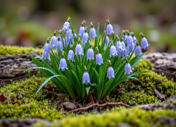 Fioletowe, Kwiaty, Dzwonki, Listki, Mech