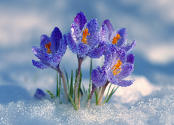 Fioletowe, Krokusy, Kwiaty, Grafika AI