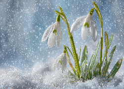 Przebiśniegi, Śnieg, Grafika AI