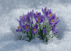 Rozkwitające, Fioletowe, Krokusy, Śnieg, Grafika AI
