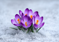 Krokusy, Fioletowe, Śnieg