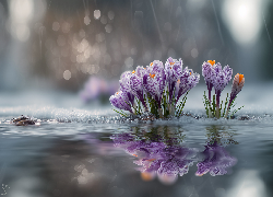 Fioletowe, Krokusy, Woda, Grafika AI