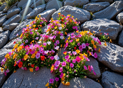 Kamienie, Kolorowe, Kwiaty, Grafika AI