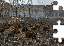 Las, Polana, Drzewa, Kępy, Trawy, Rośliny