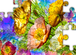 Kwiaty, Żółte, Maki, Grafika
