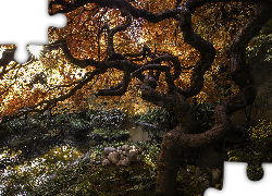 Drzewo, Klon japoński, Rzeczka, Promienie słońca, Kamienie