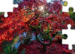 Park, Jesień, Drzewo, Liście, Klon japoński, Staw, Promienie słońca