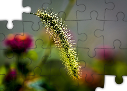 Roślina, Kłos, Kwiaty