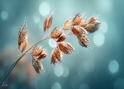 Zboże, Źdźbło, Kłos, Grafika AI