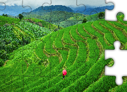 Kobieta, Parasolka, Pola, Tarasy ryżowe, Góry, Wzgórza, Drzewa, Pa Bong Piang, Chiang Mai, Tajlandia