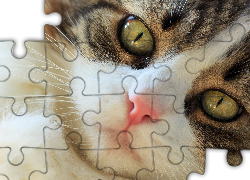 Kot, Mordka, Zbliżenie