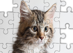 Kotek, Mordka, Spojrzenie