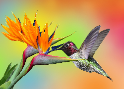 Koliber, Kwiat, Strelicja królewska, Kolorowe tło