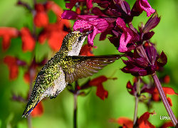 Koliber, Ptak, Różowe, Kwiaty