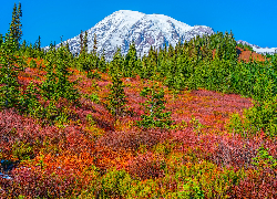 Stany Zjednoczone, Waszyngton, Park Narodowy Mount Rainier, Stratowulkan, Mount Rainier, Drzewa, Roślinność, Jesień, Góry