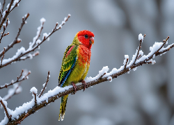 Zima, Ptak, Kolorowa, Papuga, Ośnieżone, Gałązki