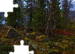 Drzewa, Kamienie, Kolorowe, Rośliny