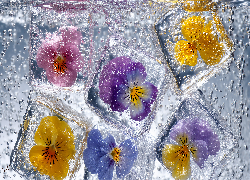 Kwiaty, Bratki, Kostki, Lodu, Grafika AI